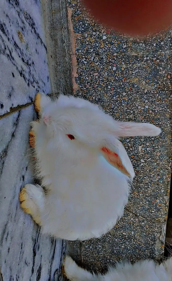 White Angora rabbits — photo 4