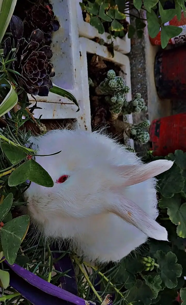 White Angora rabbits — photo 5