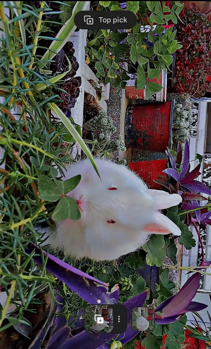 White Angora rabbits — photo 6