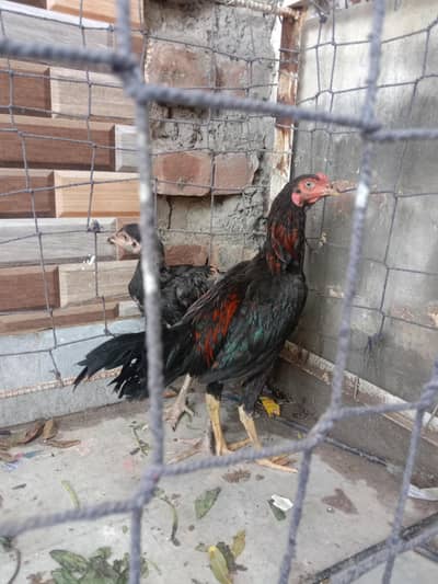 mental aseel bread . breeder 3 time vinar