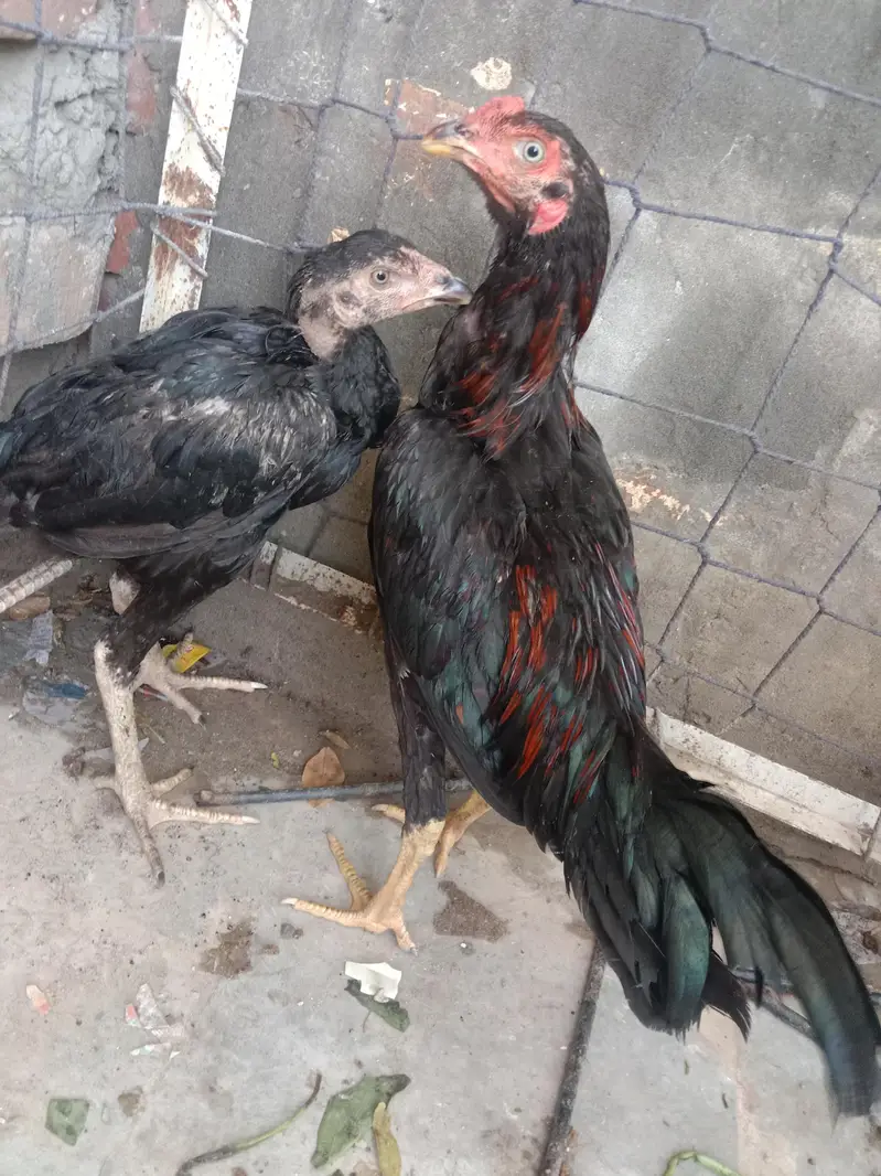 mental aseel bread . breeder 3 time vinar — photo 2