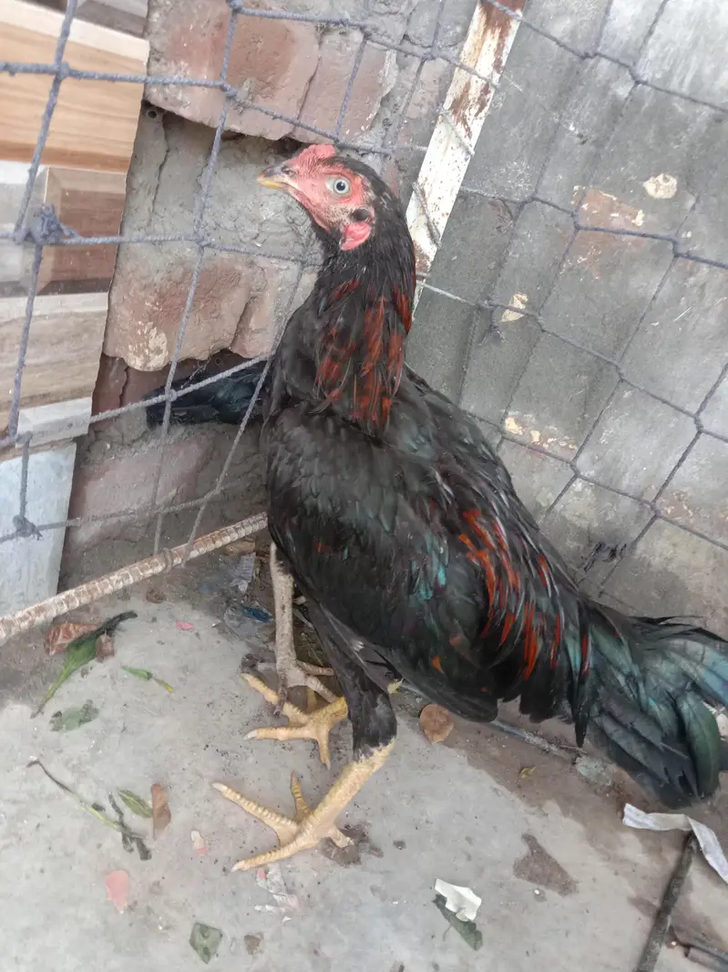 mental aseel bread . breeder 3 time vinar — photo 3