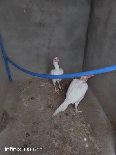 Heera Aseel Pair for sale