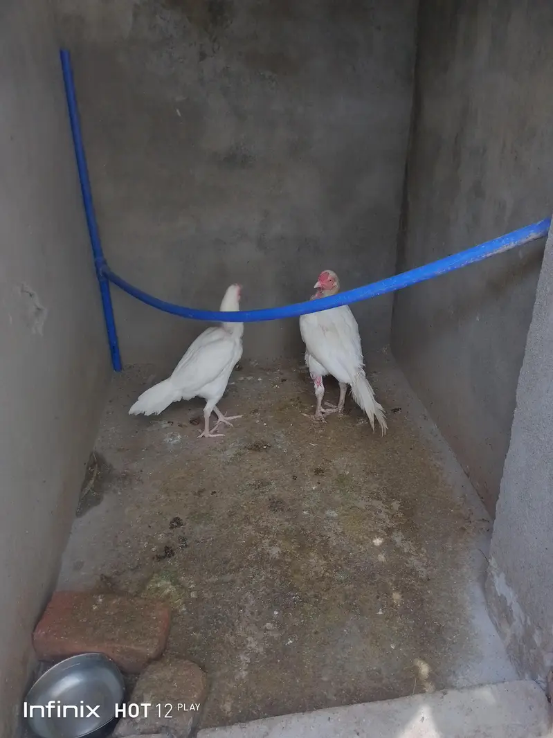 Heera Aseel Pair for sale — photo 3
