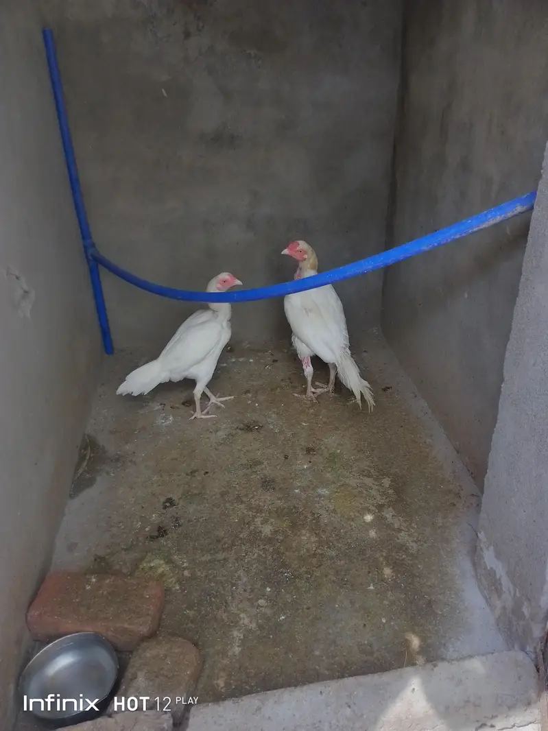 Heera Aseel Pair for sale — photo 4