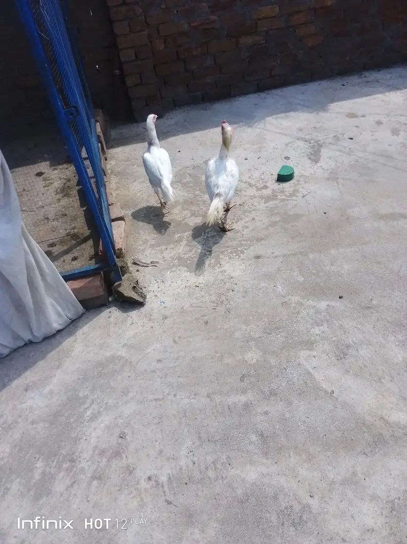 Heera Aseel Pair for sale — photo 5