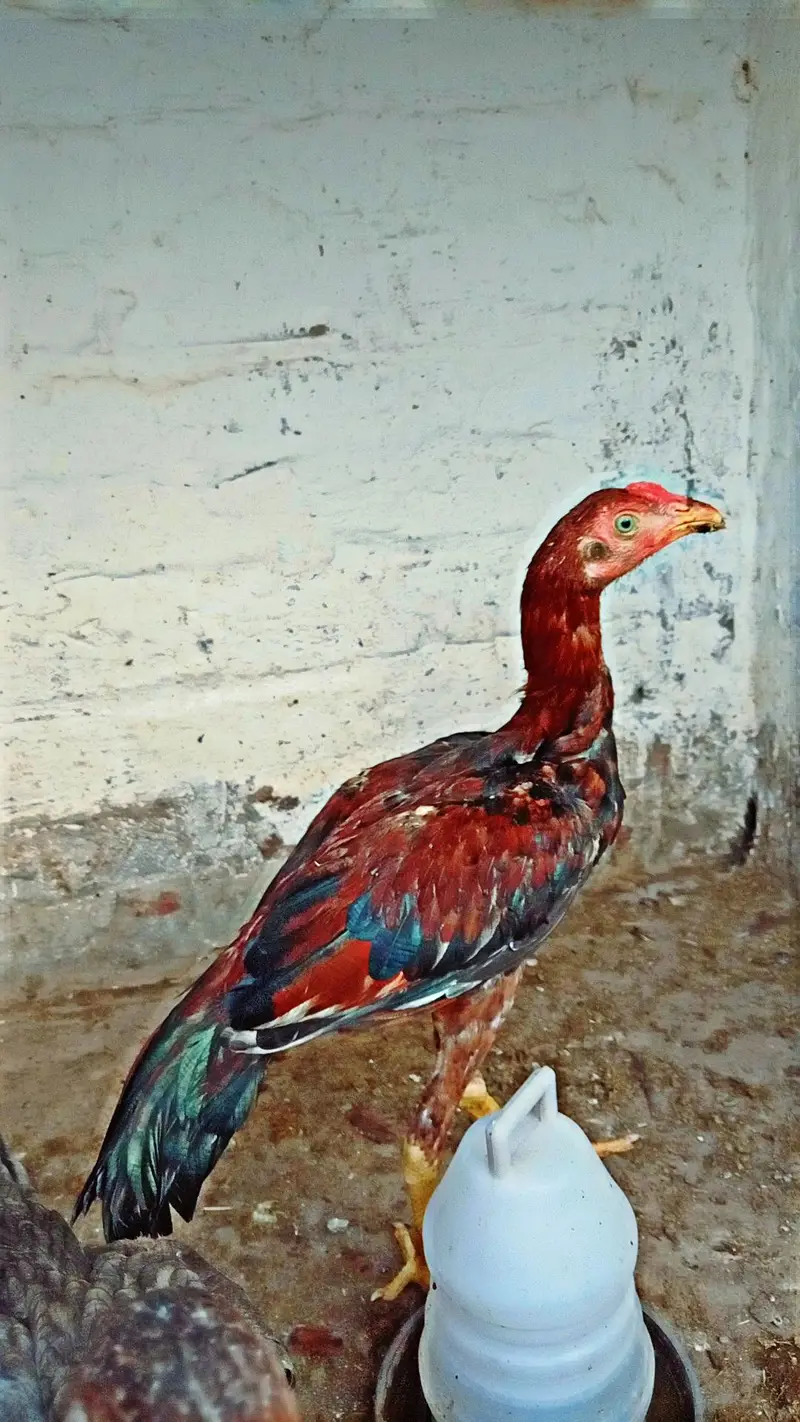 aseel — photo 2