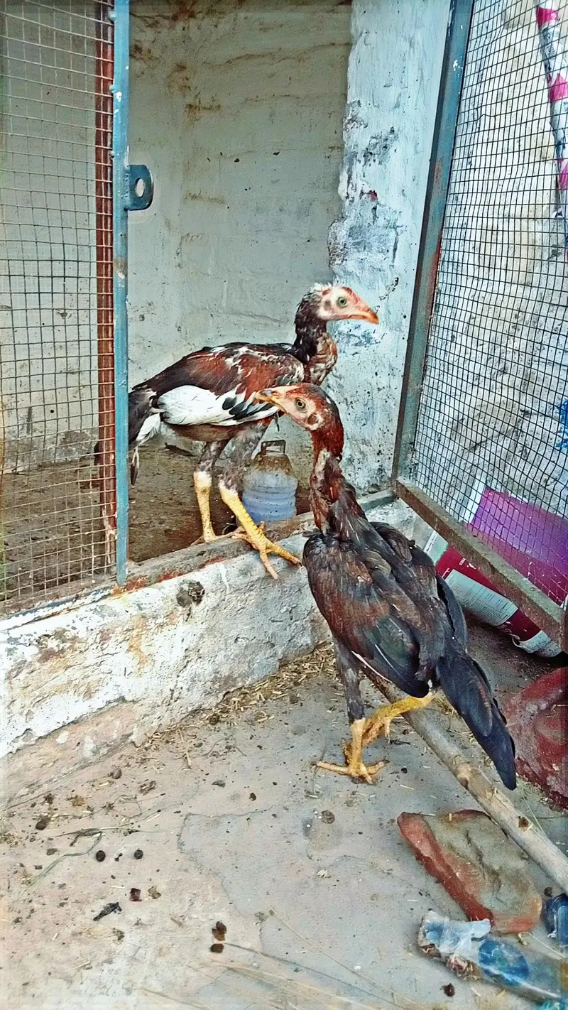 aseel — photo 5
