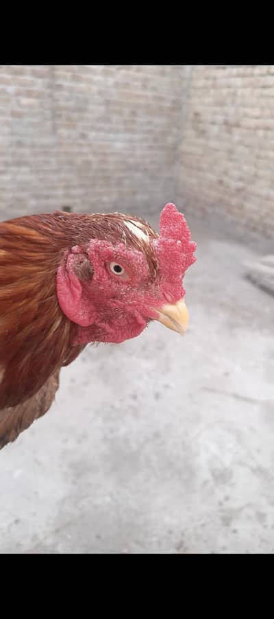 Aseel mianwali