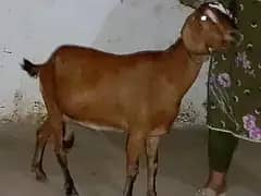 Sahiwal Beetal Path