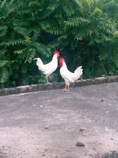 pure dasi murga 0310/970/1564