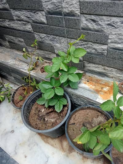 Black berry plants