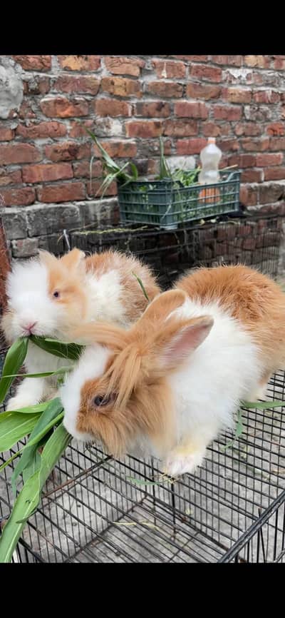 Neazland / Taddy Bear Dawarf / Angora / Holland lop