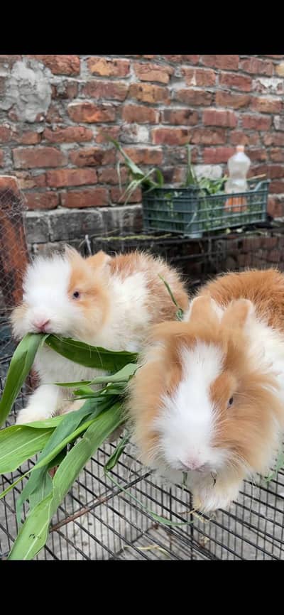 Beautyfull Taddybear Dawaf rabbiets/Ornignale Angora/ holland Lop