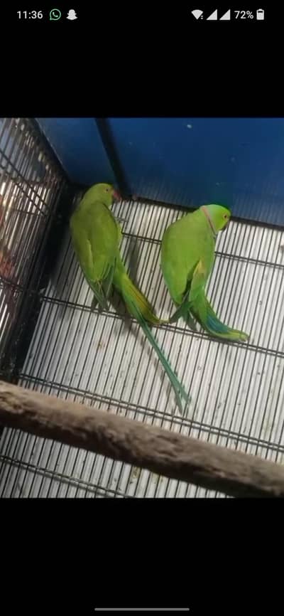 Ring nack pair for sale