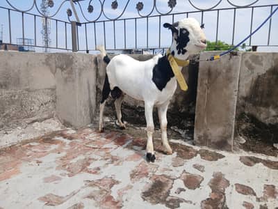 3 GULABI TEDDA MALES RAJANPURI