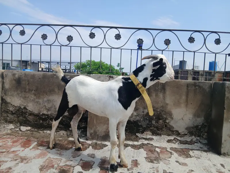 3 GULABI TEDDA MALES RAJANPURI — photo 2