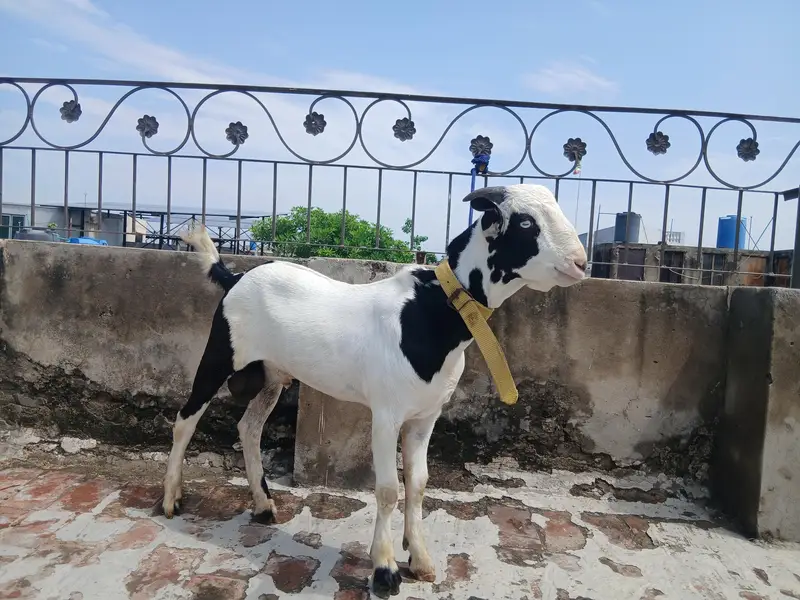 3 GULABI TEDDA MALES RAJANPURI — photo 3