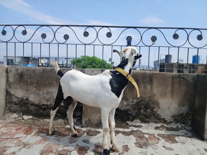 3 GULABI TEDDA MALES RAJANPURI — photo 4