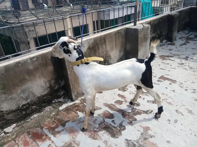 3 GULABI TEDDA MALES RAJANPURI — photo 5