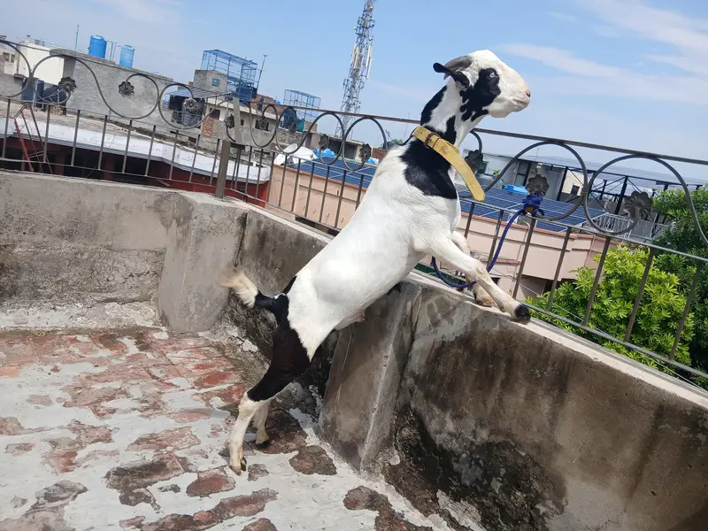 3 GULABI TEDDA MALES RAJANPURI — photo 6