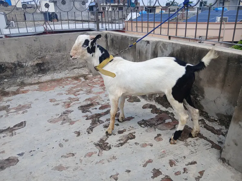 3 GULABI TEDDA MALES RAJANPURI — photo 7