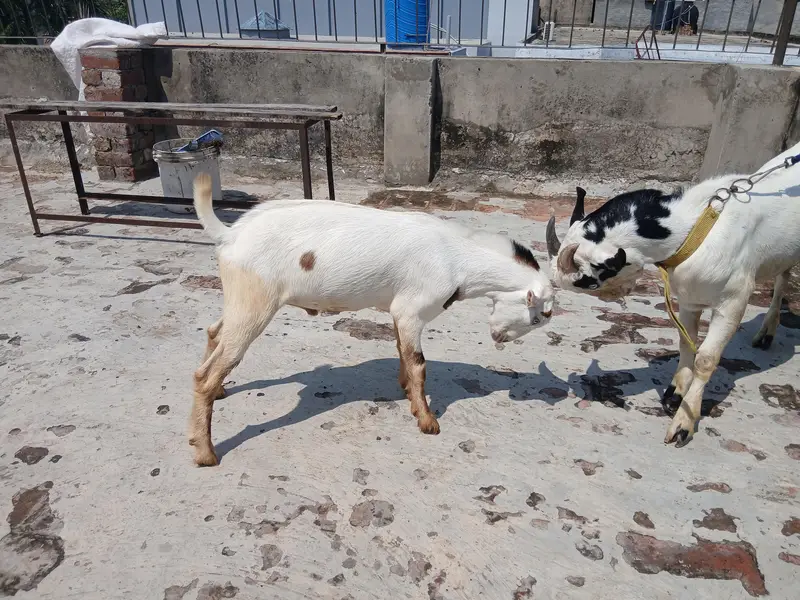 3 GULABI TEDDA MALES RAJANPURI — photo 9