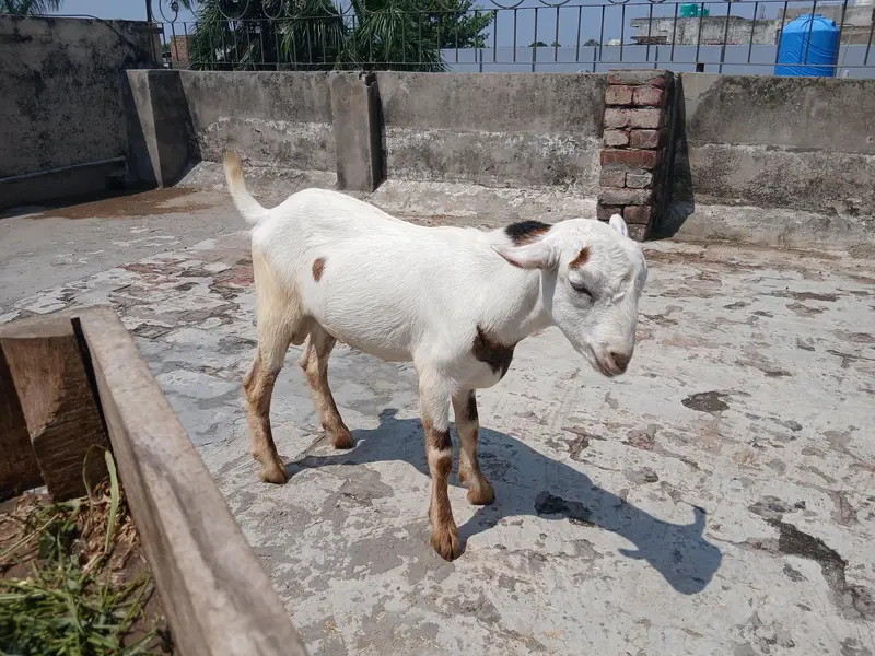 3 GULABI TEDDA MALES RAJANPURI — photo 11