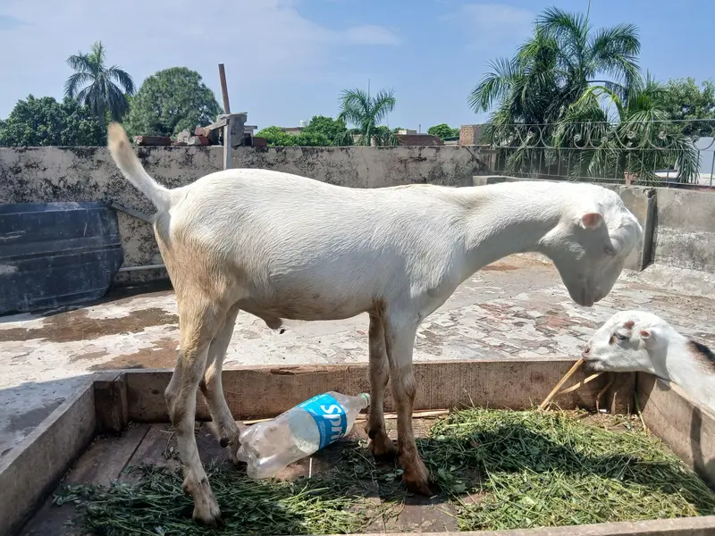 3 GULABI TEDDA MALES RAJANPURI — photo 12