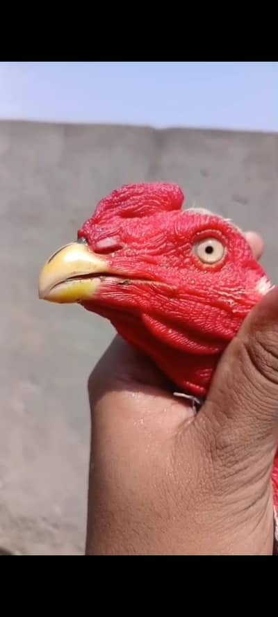 Pakistani walati crose