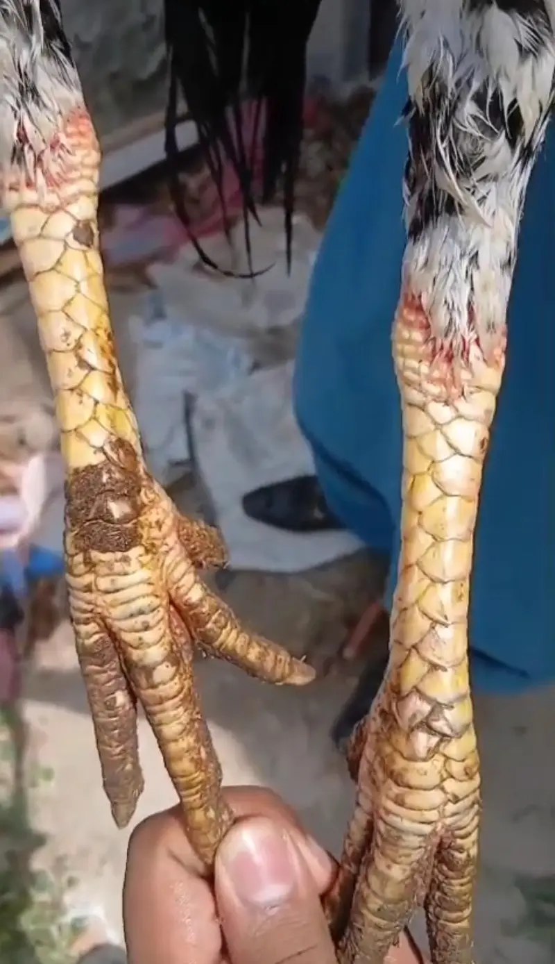 Pakistani walati crose — photo 2