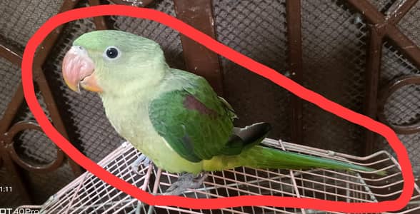 Raw Male Patha Tamed Zero Bite Lengthy