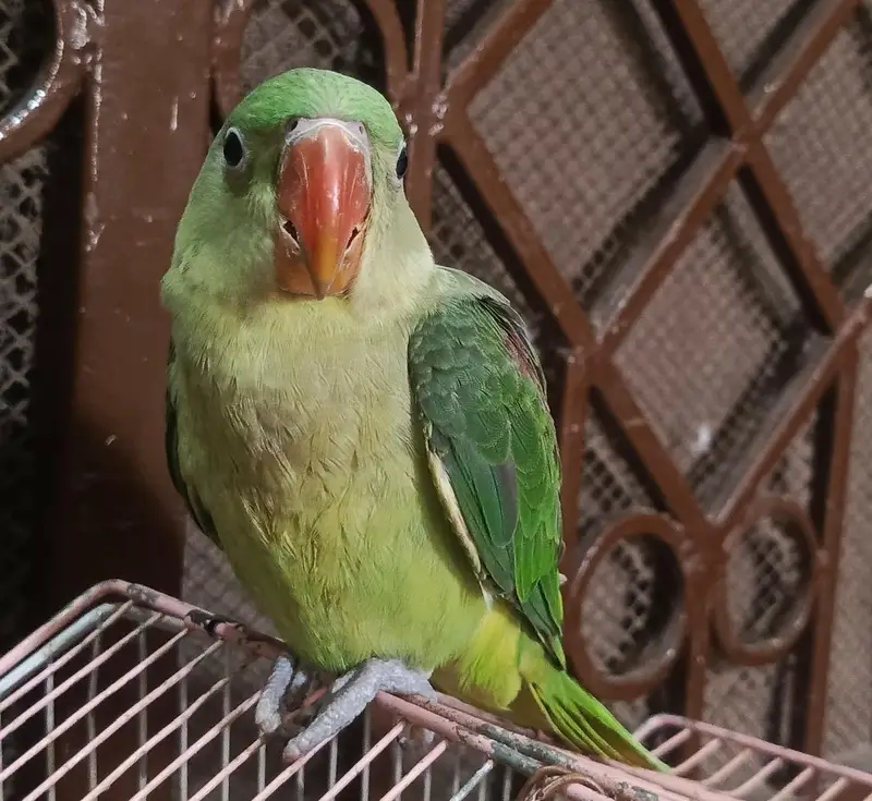 Raw Male Patha Tamed Zero Bite Lengthy — photo 2