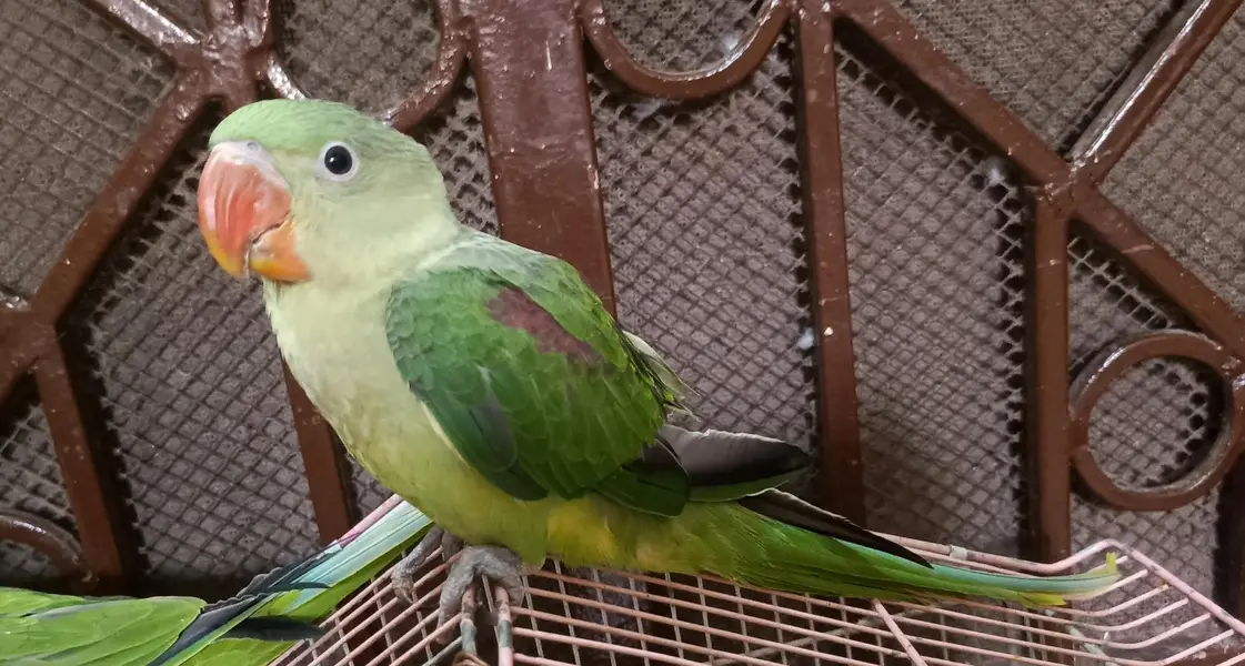 Raw Male Patha Tamed Zero Bite Lengthy — photo 3