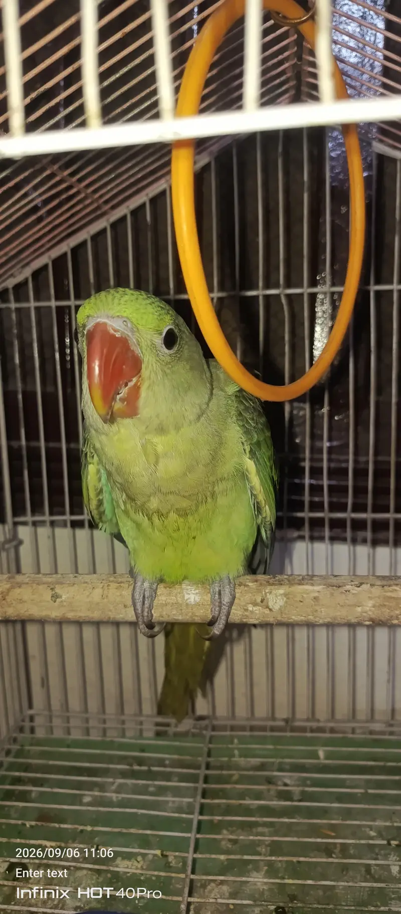 Raw Male Patha Tamed Zero Bite Lengthy — photo 4