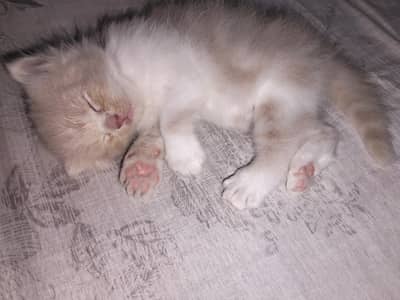 Male Triple coated kitten available