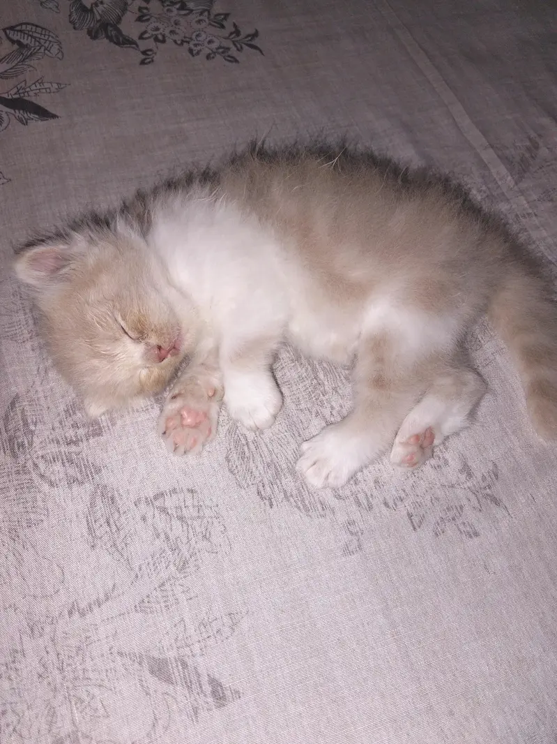 Male Triple coated kitten available — photo 2