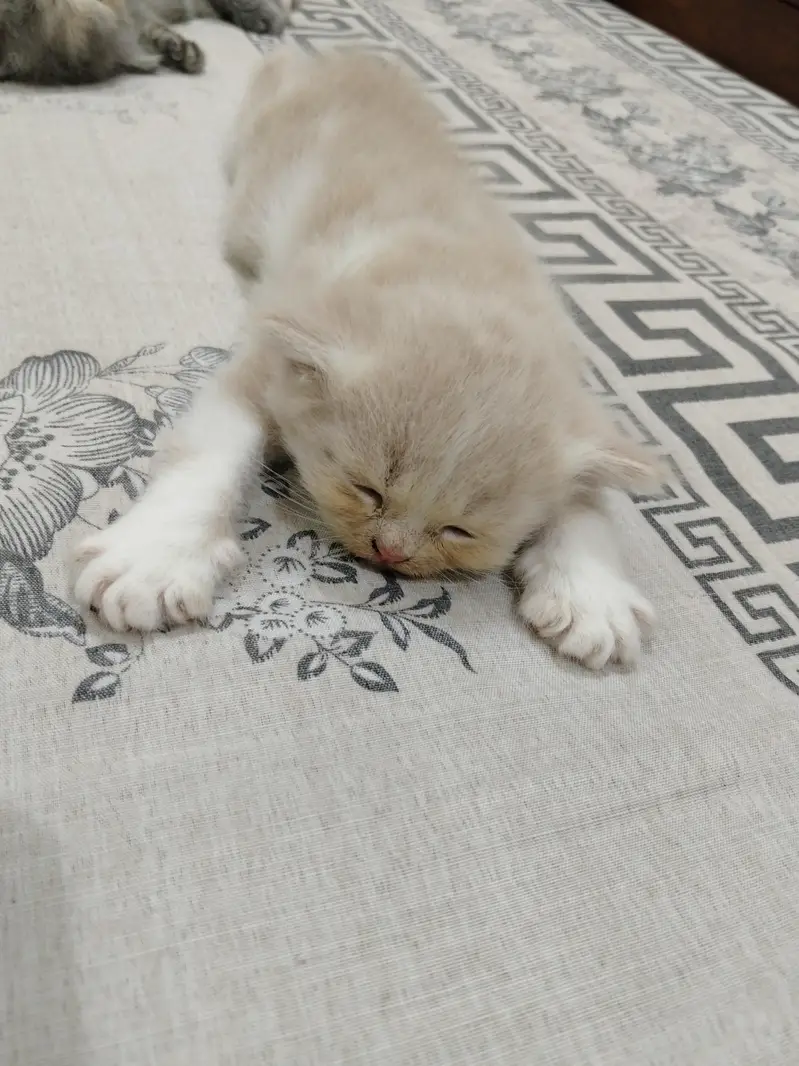 Male Triple coated kitten available — photo 3