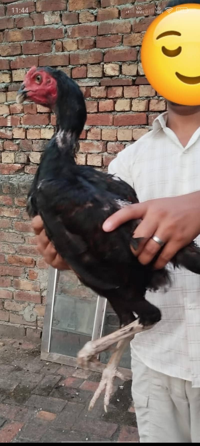 aseel patha 1