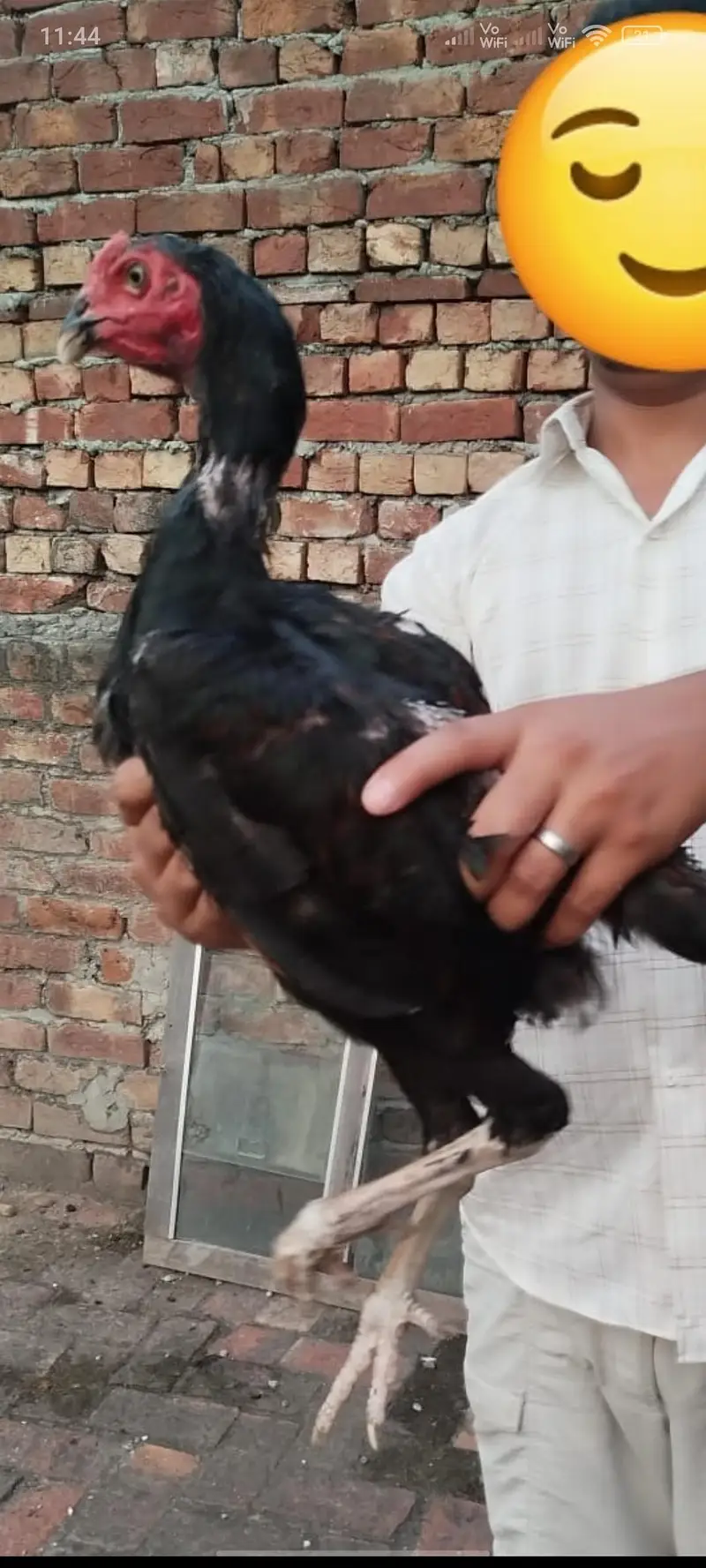 aseel patha — photo 2