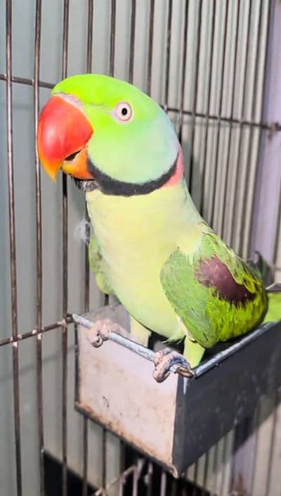 raw parrto fully talking mail num. . . 03097233293