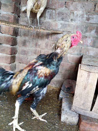 aseel breeder pair ha for sale in Lahore urgent sale