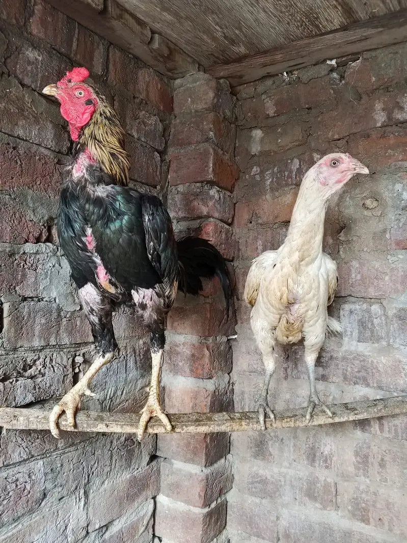 aseel breeder pair ha for sale in Lahore urgent sale — photo 2