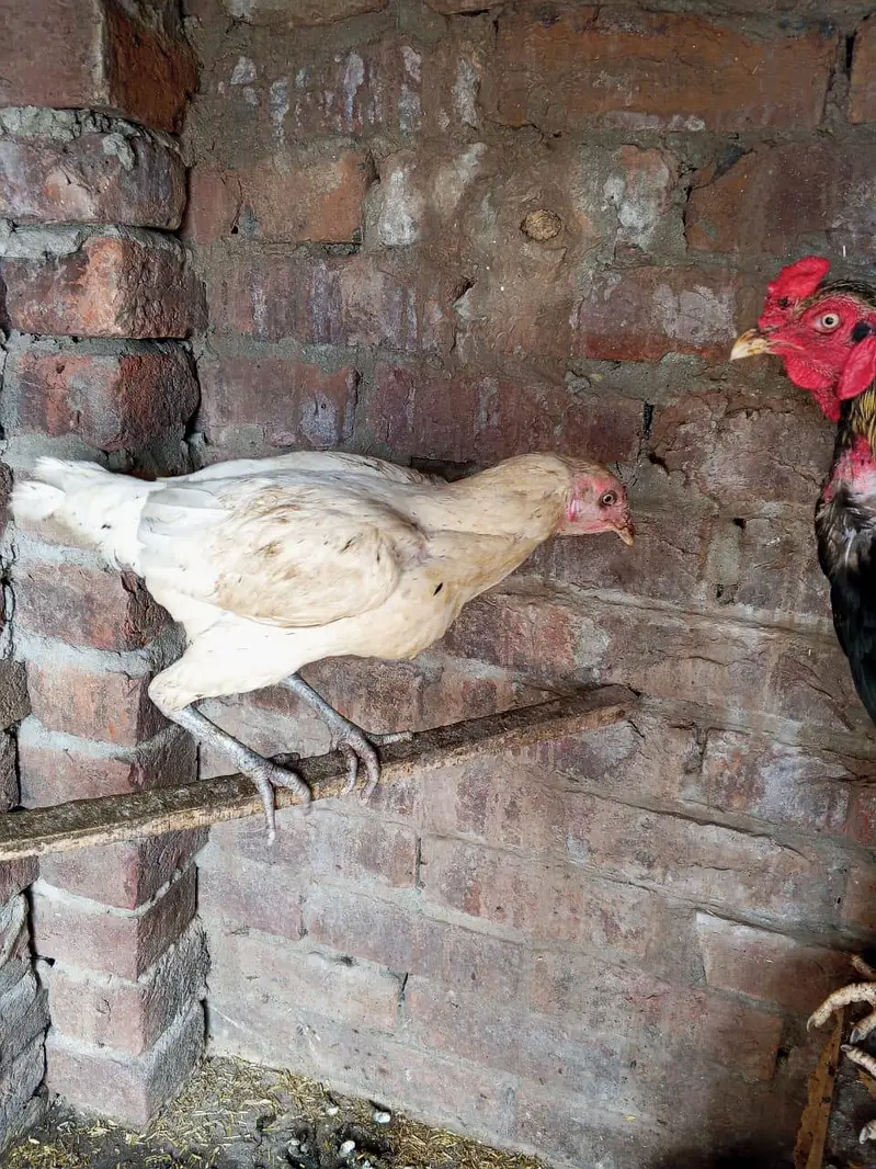 aseel breeder pair ha for sale in Lahore urgent sale — photo 3