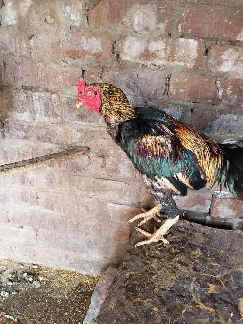 aseel breeder pair ha for sale in Lahore urgent sale — photo 4