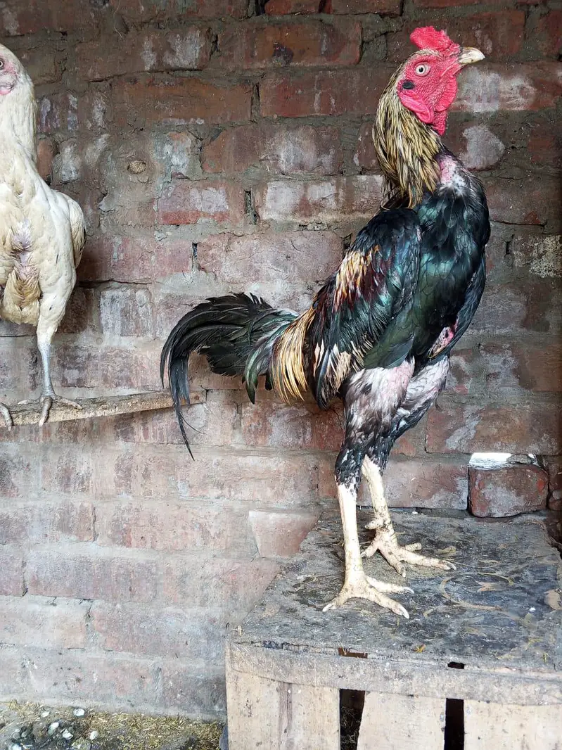 aseel breeder pair ha for sale in Lahore urgent sale — photo 5