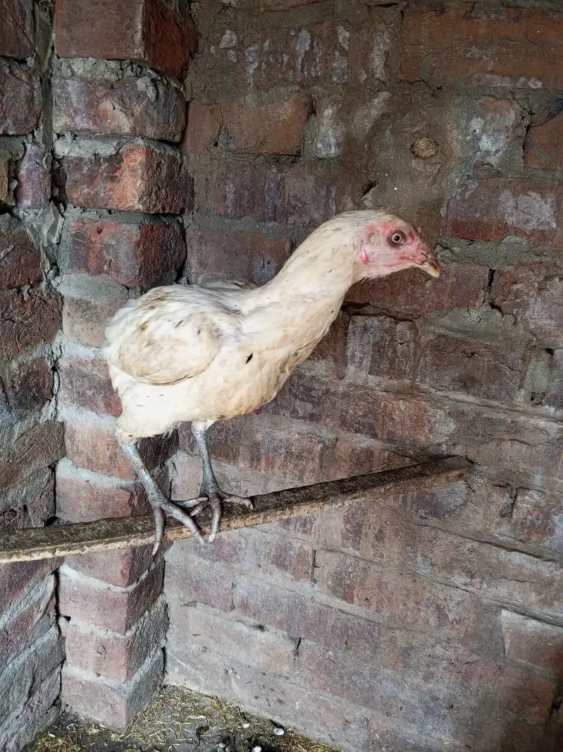 aseel breeder pair ha for sale in Lahore urgent sale — photo 6