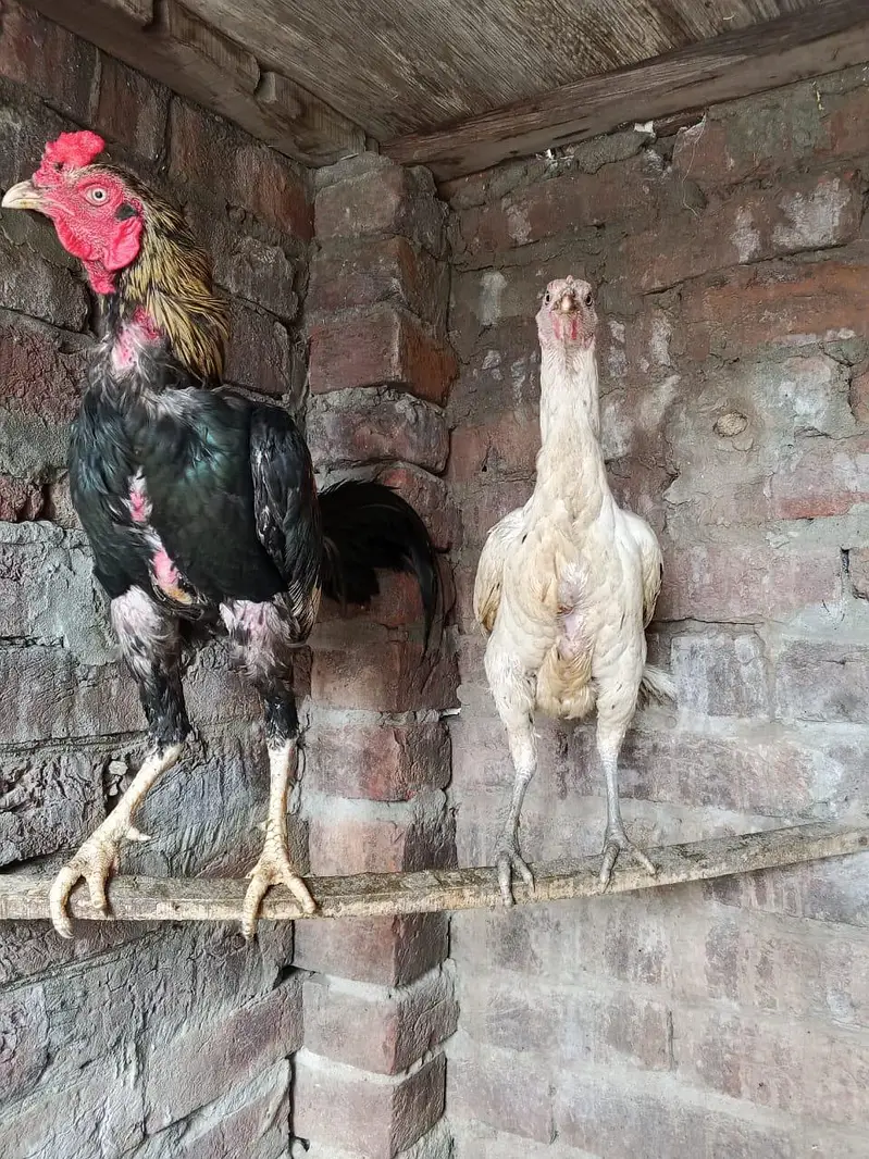 aseel breeder pair ha for sale in Lahore urgent sale — photo 7