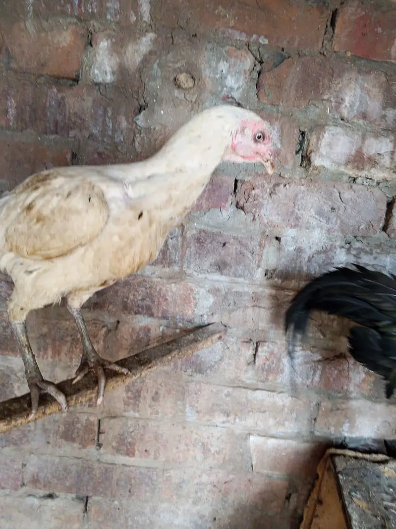aseel breeder pair ha for sale in Lahore urgent sale — photo 8