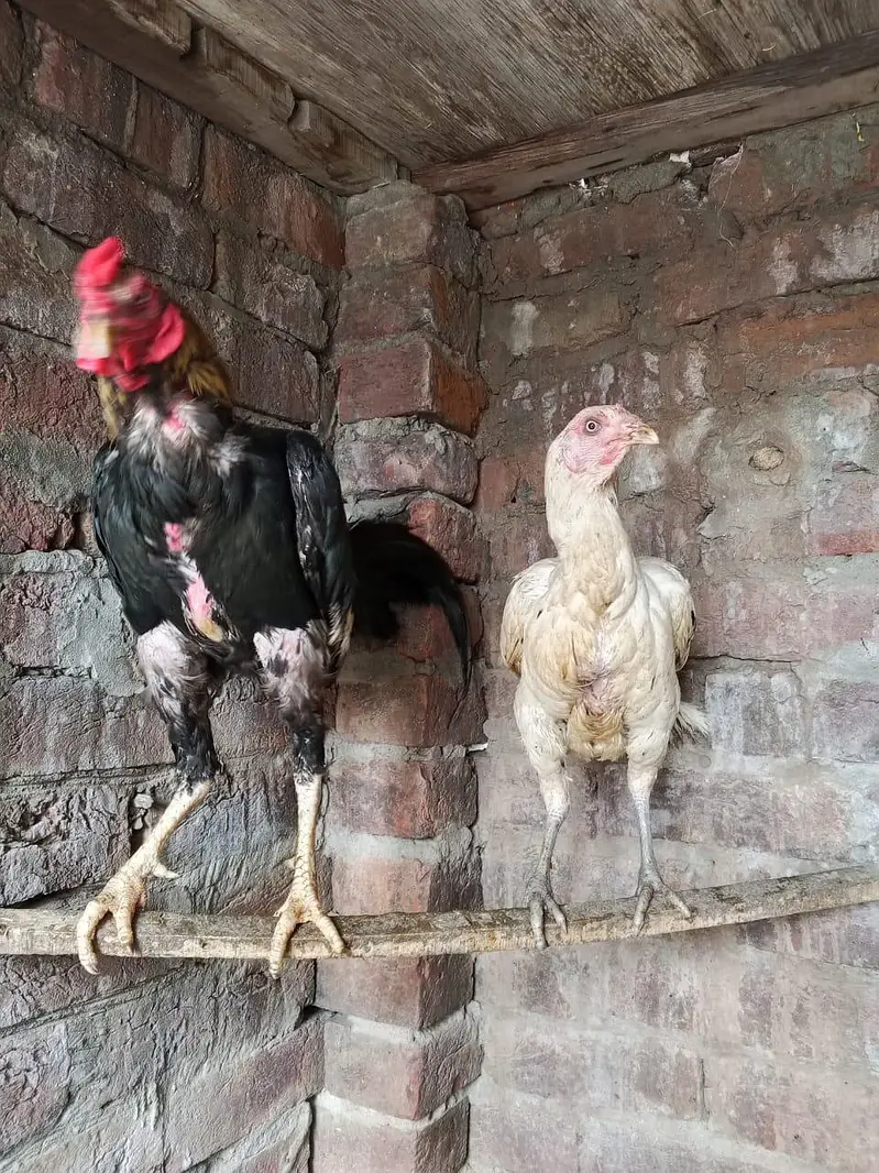 aseel breeder pair ha for sale in Lahore urgent sale — photo 9